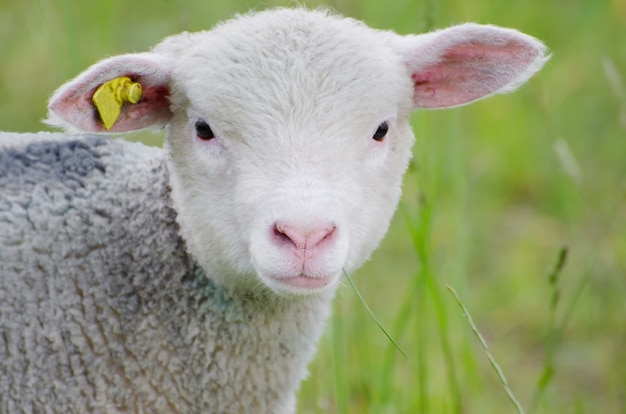 Free photo selective focus shot of a cute white sheep standing in the middle of a grass-covered land