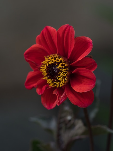 Free Photo selective focus shot of a dahlia 'bishop of llandaff' flower blooming in the garden