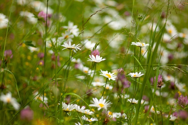 Selective focus shot of a daisy in the field