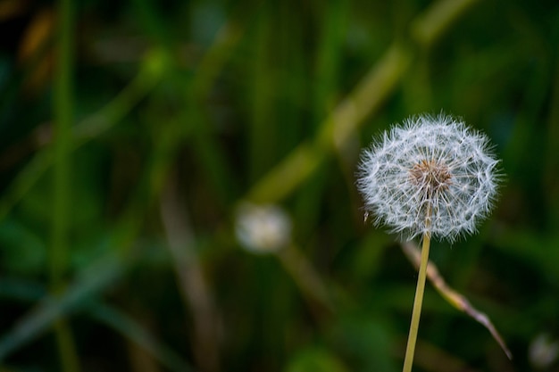 Free photo selective focus shot of a dandelion flower in the garden