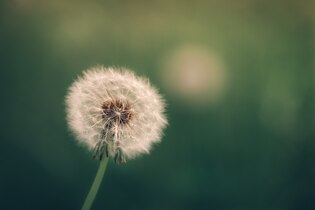 Dandelion photos