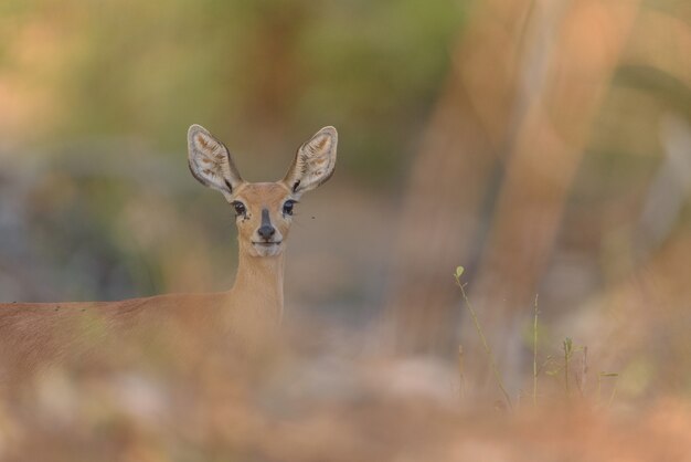 Selective focus shot of a deer looking towards the camera in the distance