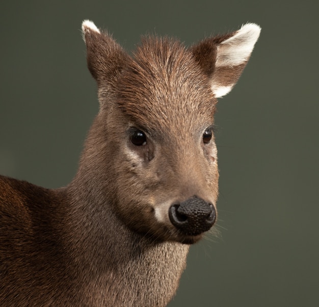 Free photo selective focus shot of a deer