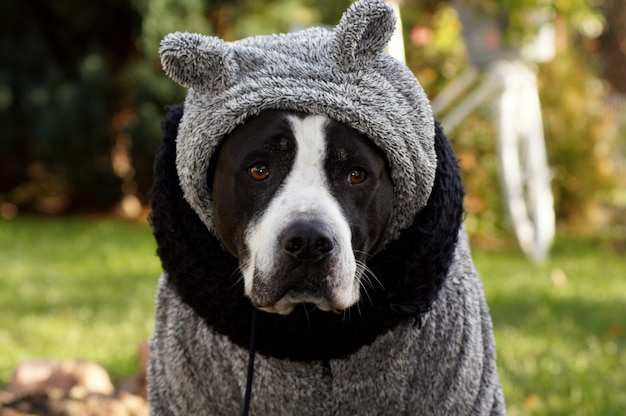 Free Photo selective focus shot of a dog dressed in a gray winter sweater