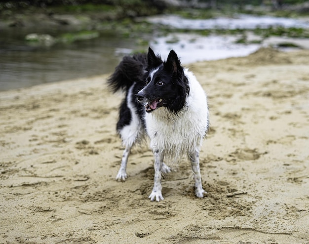 Selective focus shot of a dog playing near a river