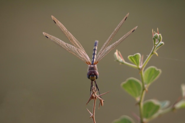 Selective focus shot of a dragonfly, flying near plants during daylight