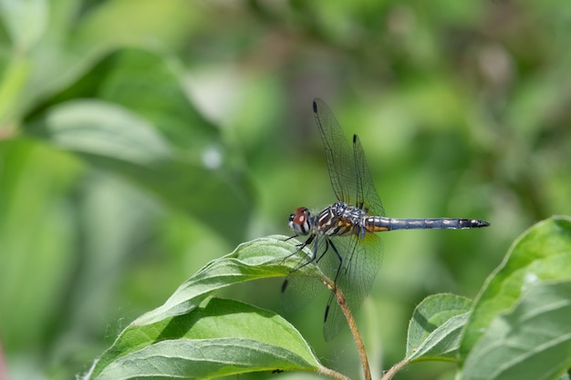 Selective focus shot of a dragonfly