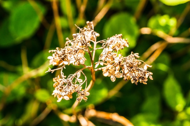 Free photo selective focus shot of dried lythraceae plant