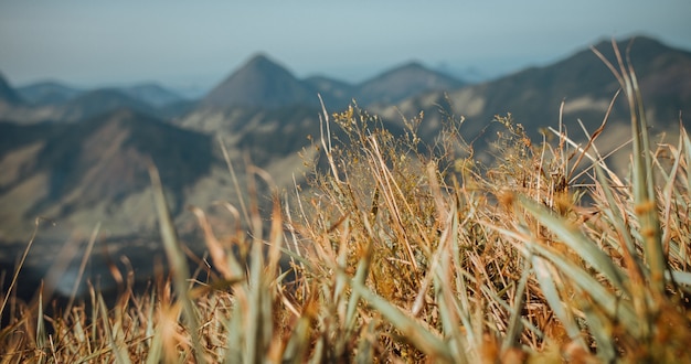 Free Photo selective focus shot of dry grass with scenic mountains