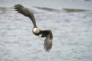 Free photo selective focus shot of an eagle freely flying over the ocean looking for a prey