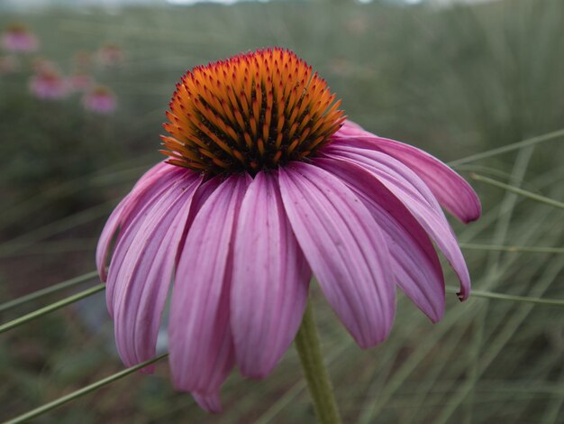 Selective focus shot of an Echinacea flower blooming in the garden