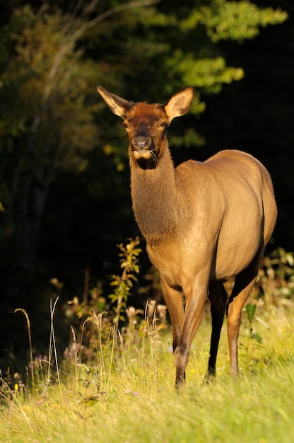 Free photo selective focus shot of an elk in prince albert national park, saskatchewan, canada