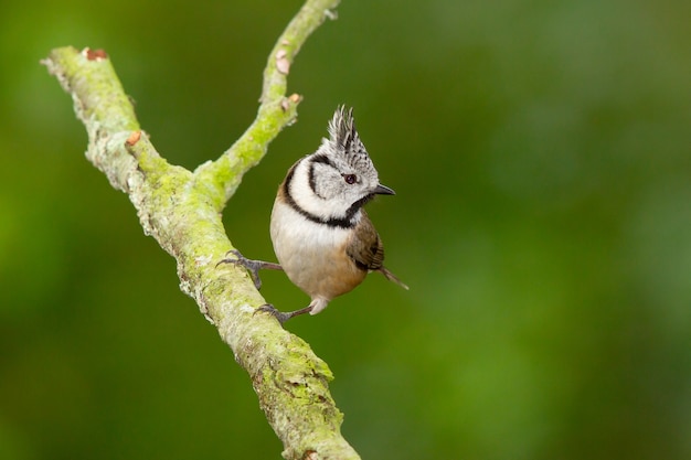 Selective focus shot of a European crested tit bird on a branch