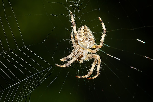 Free photo selective focus shot of a european garden spider