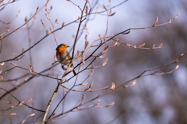 Selective focus shot of a European robin bird on tree branch