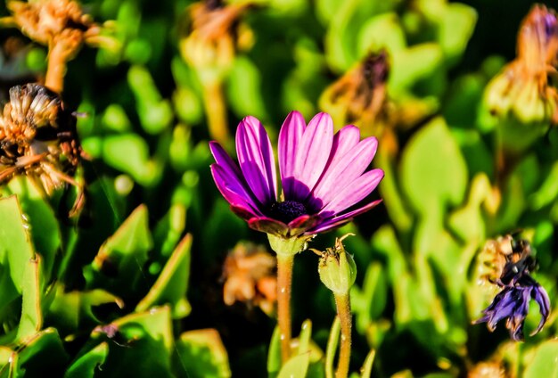 Selective focus shot of an exotic purple flower surrounded by plants under the sunlight