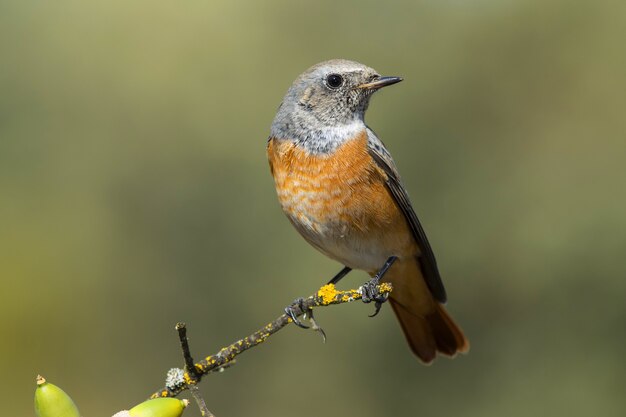 Selective focus shot of an exotic small bird on the thin branch of a tree