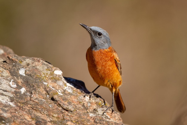 Free photo selective focus shot of an exotic small bird on the trunk of a tree on a sunny day