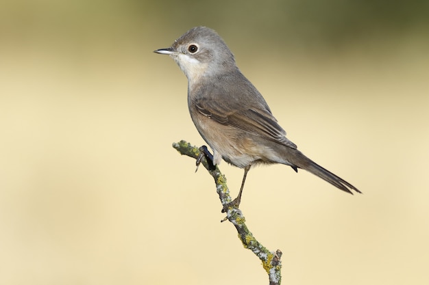 Selective focus shot of an exotic small sparrow sitting on the thin branch of a tree