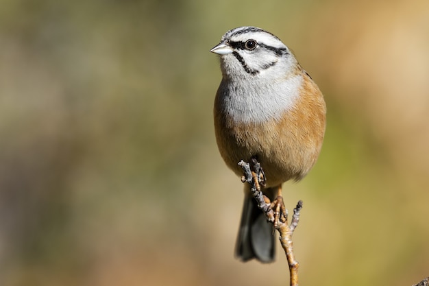 Free photo selective focus shot of an exotic sparrow sitting on a really thin branch