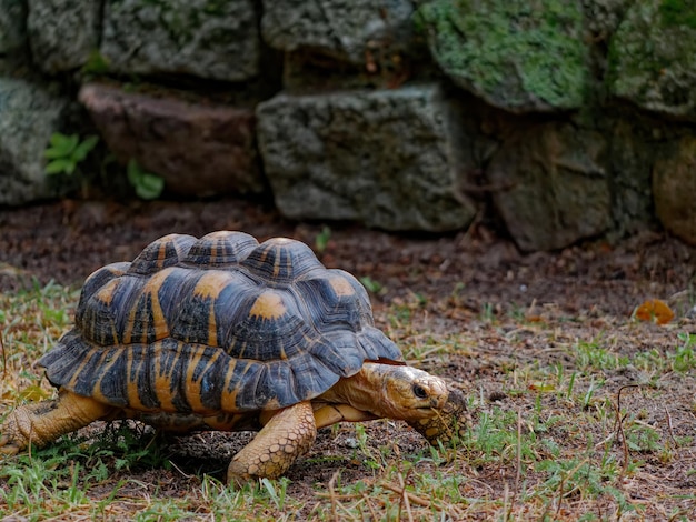 Free photo selective focus shot of an exotic turtle in the zoo