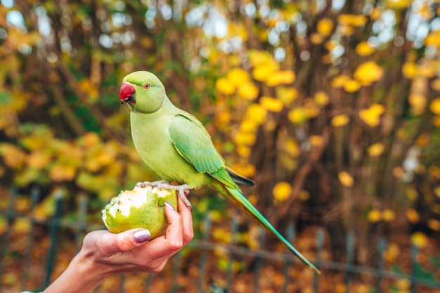 Free photo selective focus shot of a female feeding a green parrot with an apple