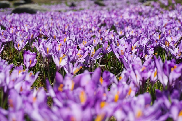 Selective focus shot of a field full of purple flowers