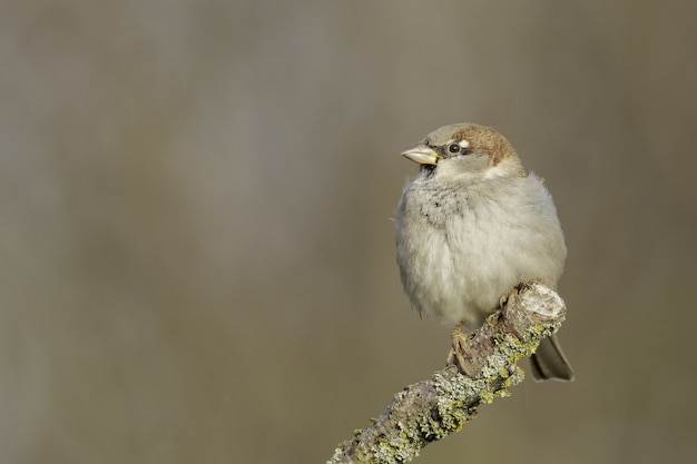 Free Photo selective focus shot of a field sparrow perched on a branch