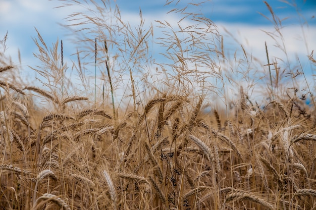 Selective focus shot of a field of wheat crops