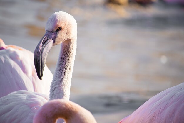 Selective focus shot of a flamingo head under the sunlight