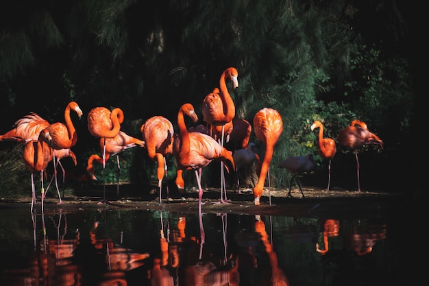 Selective focus shot of flamingos near the water surrounded by trees