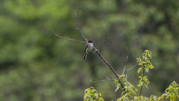 Free photo selective focus shot of a flycatcher perched on a branch