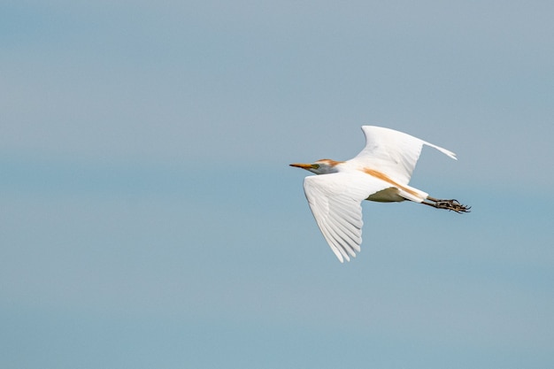 Free photo selective focus shot of flying cattle egret