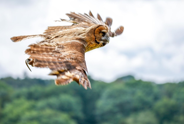 Selective focus shot of flying owl over the forest