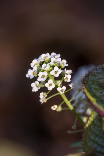 Selective focus shot of a fresh white flower in the forest with a blurred background