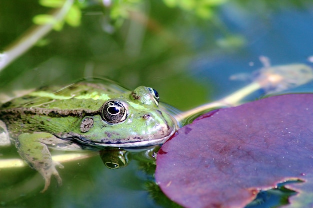 Free Photo selective focus shot of a frog by a lotus leaf in a pond of a garden