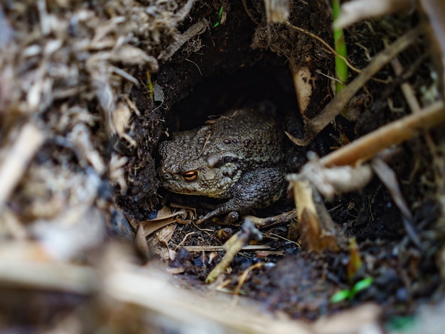 Free photo selective focus shot of a frog in a forest