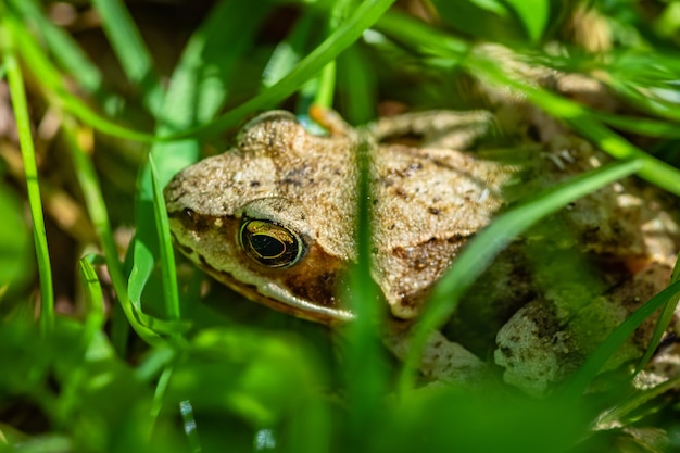 Selective focus shot of a frog in the middle of grass