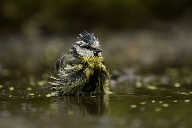 Selective focus shot of a funny blue tit bird