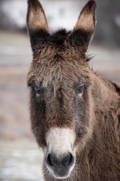 Selective focus shot of a funny cute donkey face