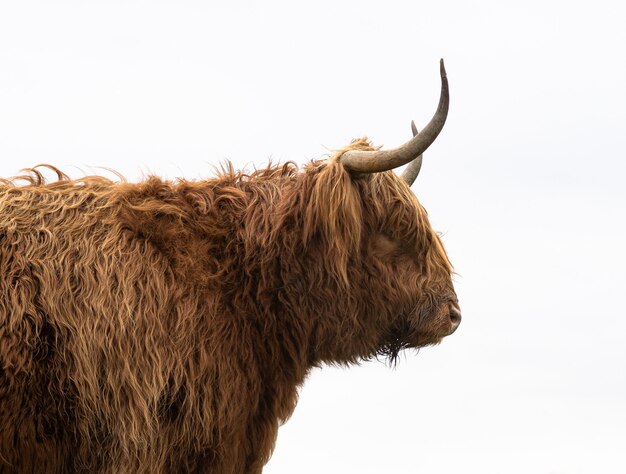 Selective focus shot of a Furry Highland Cow captured in daylight