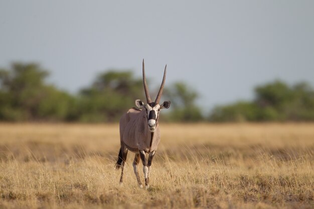 Selective focus shot of a gemsbok walking in a dry grassy field while looking towards