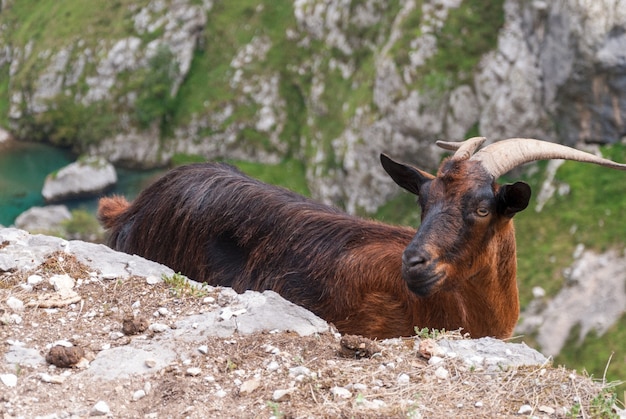 Free photo selective focus shot of a goat in the rocky landscape