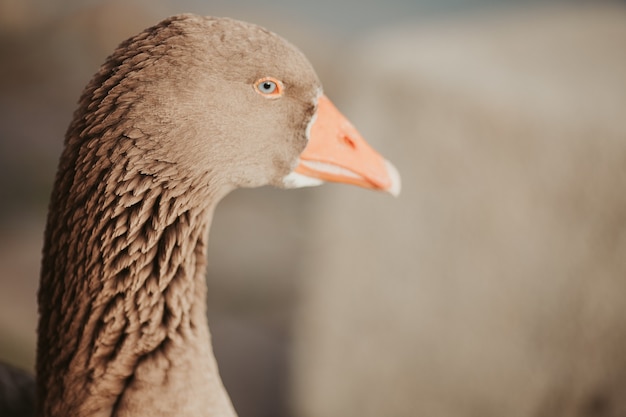 Free photo selective focus shot of a goose under the daylight