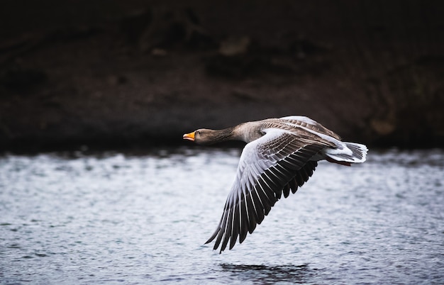 Free photo selective focus shot of a goose flying over the water