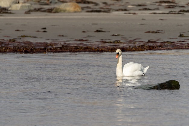 Selective focus shot of a graceful swan floating on the lake