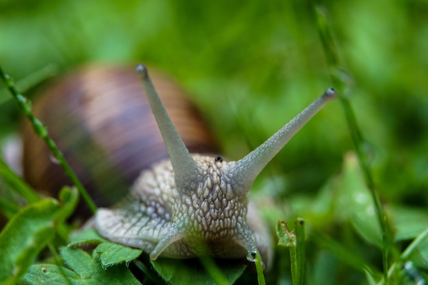 Free Photo selective focus shot of a grape snail