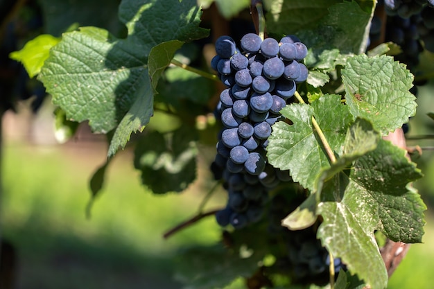 Selective focus shot of grapes attached to the branch at daytime