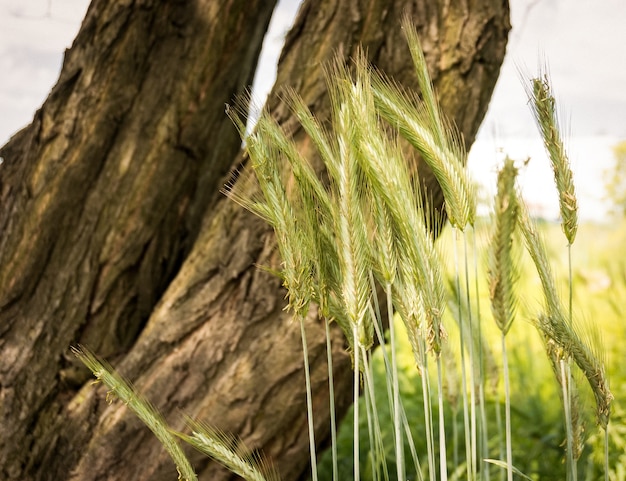 Free Photo selective focus shot of grass in the field