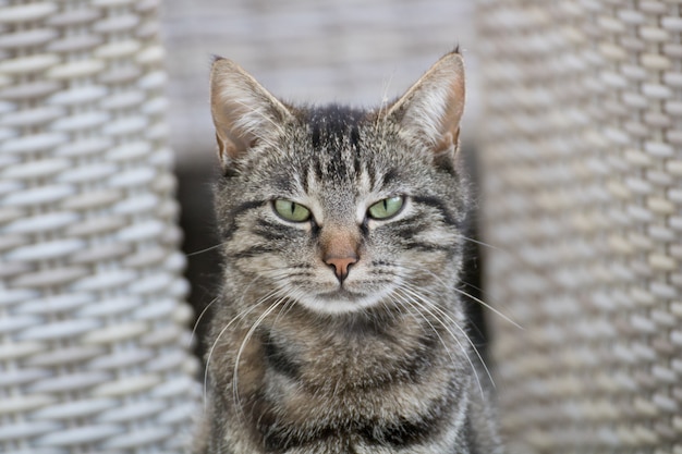 Free photo selective focus shot of a gray cat with an angry cat face